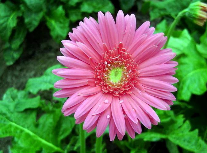 Arihiro plantation technology