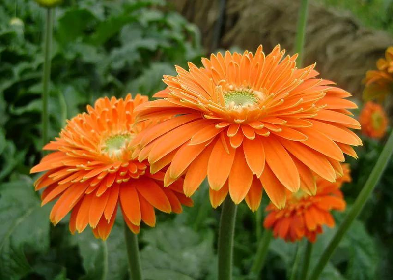 Arihiro plantation technology