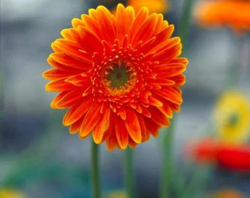 Arihiro plantation technology