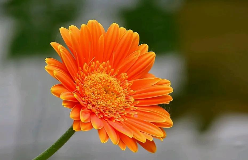 Arihiro plantation technology