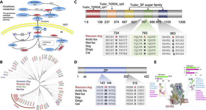 Lexa is out of ranking