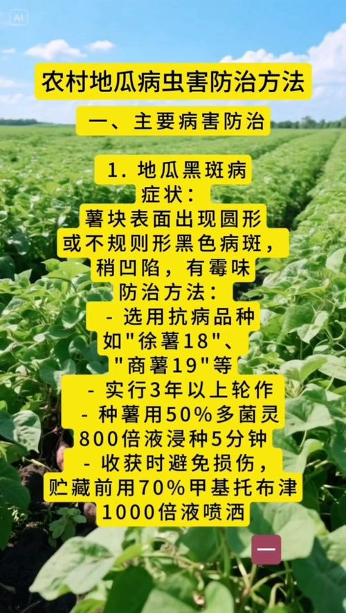 南方农村报番薯种植技术