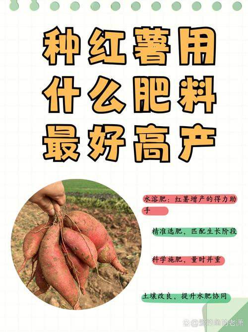 南方农村报番薯种植技术