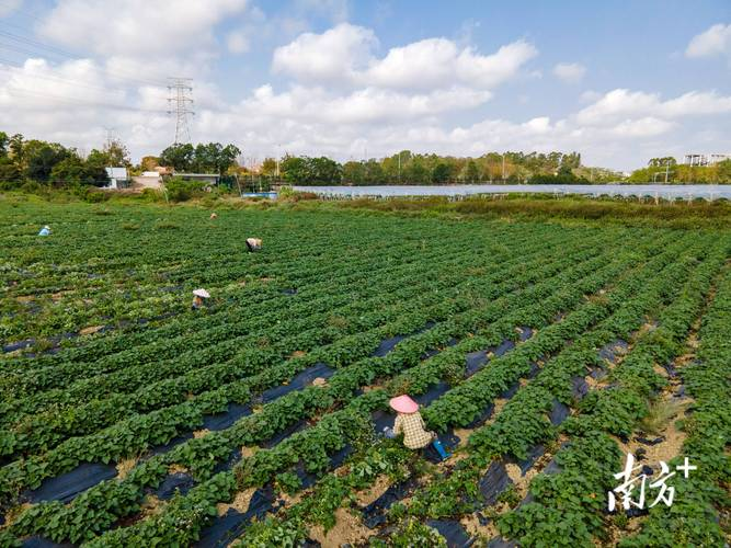 南方农村报番薯种植技术
