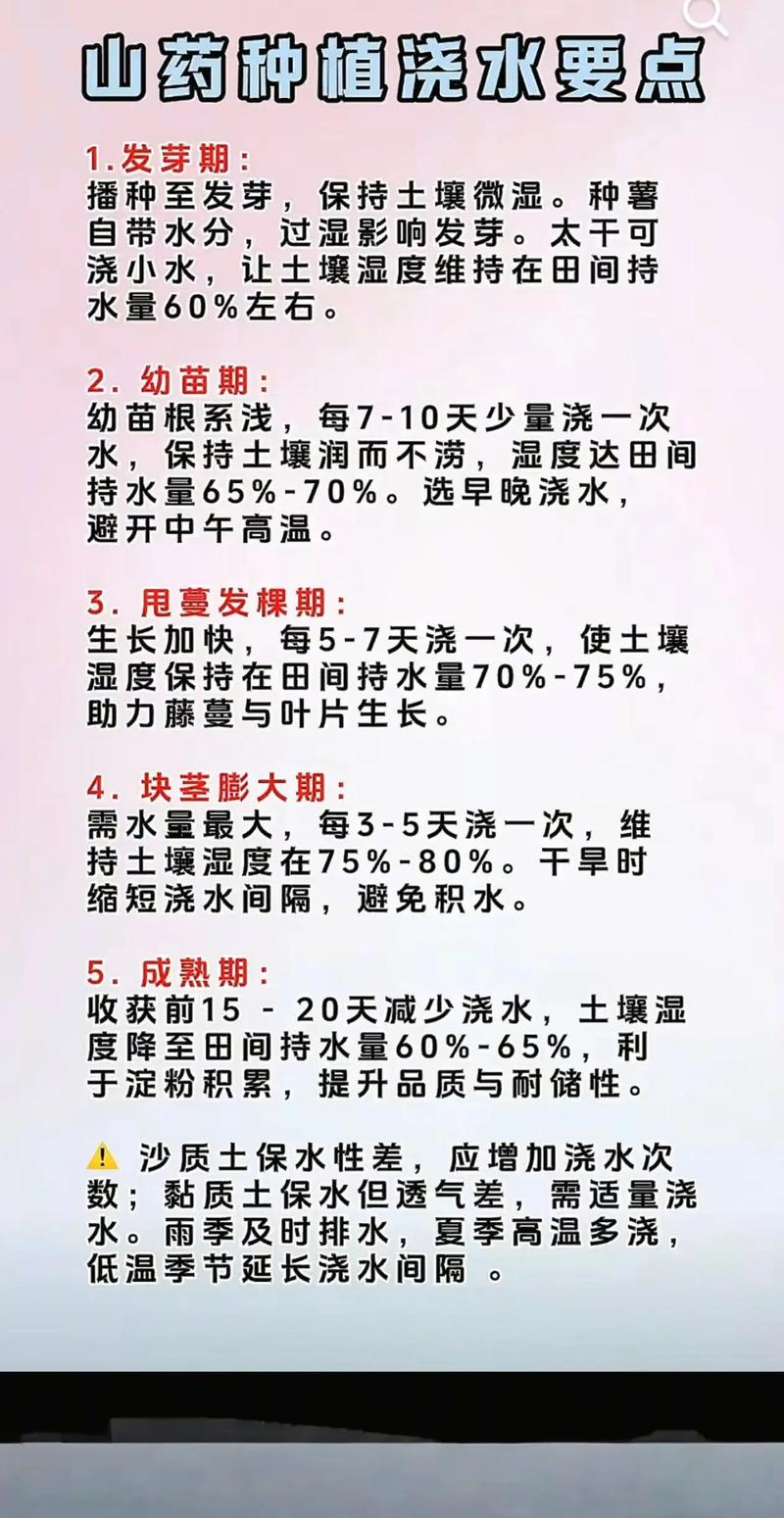 南方农村报番薯种植技术