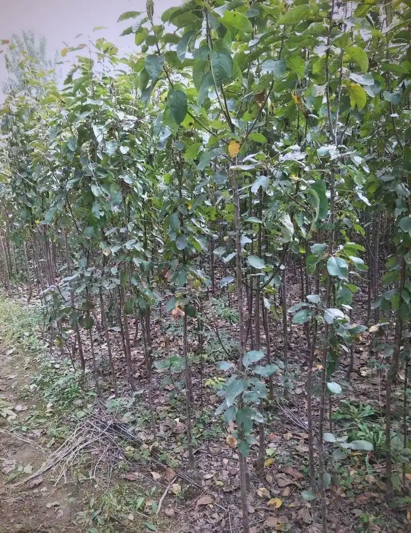 海棠花种植方法