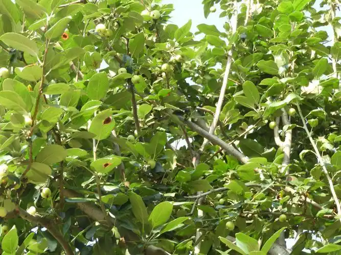 海棠花种植方法