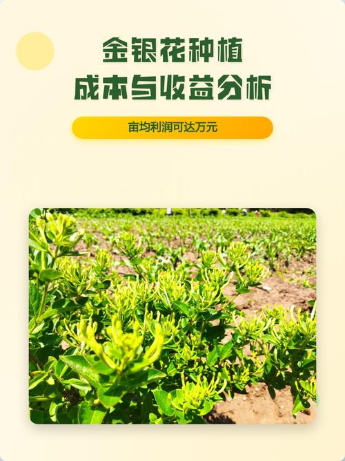 金银花种子种植方法