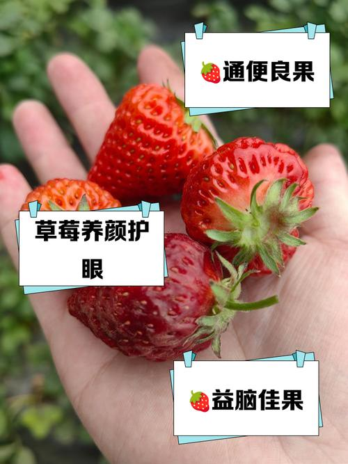 适合江苏种植的水果