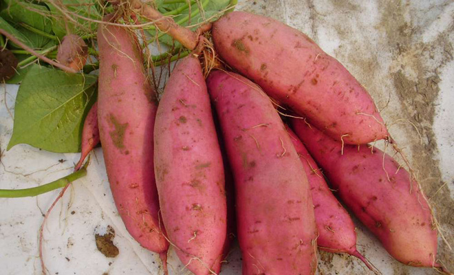 南方农村报番薯种植技术