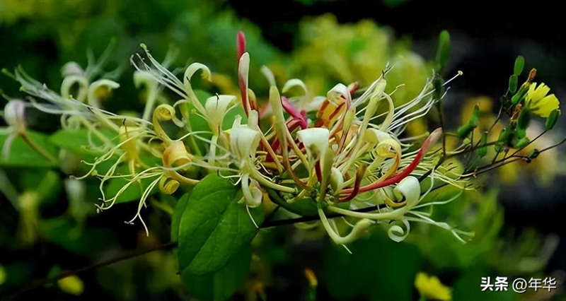金银花种子种植方法