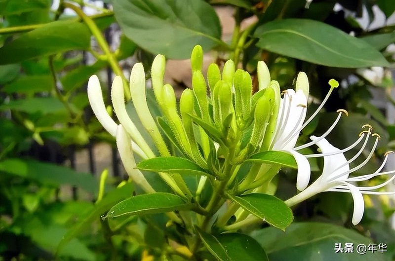金银花种子种植方法