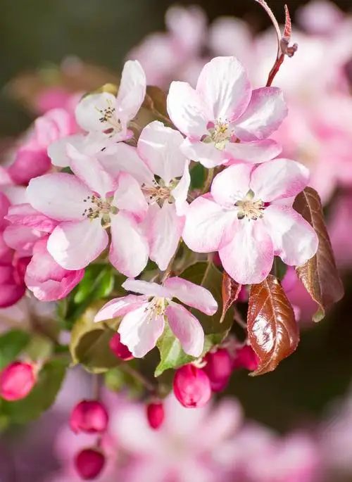海棠花种植方法