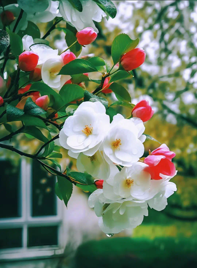 海棠花种植方法