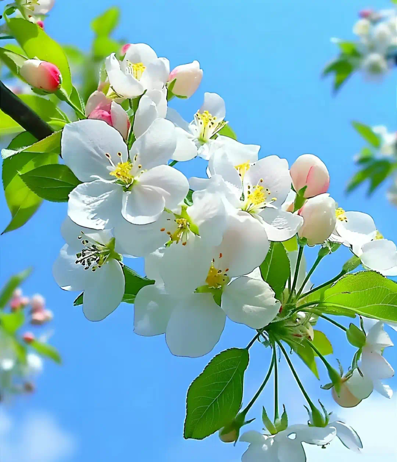 海棠花种植方法