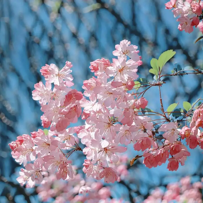 海棠花种植方法