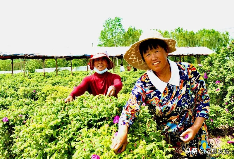 玫瑰小镇收获鲜花经验魅力对比