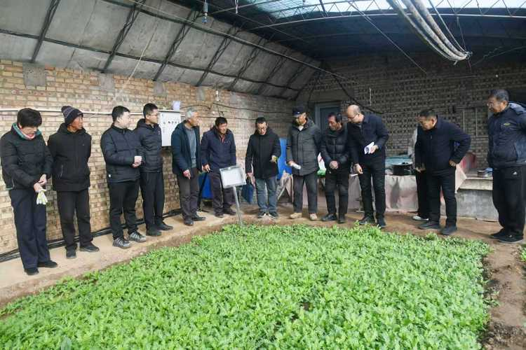 露地越冬西兰花种植技术