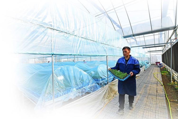 露地越冬西兰花种植技术