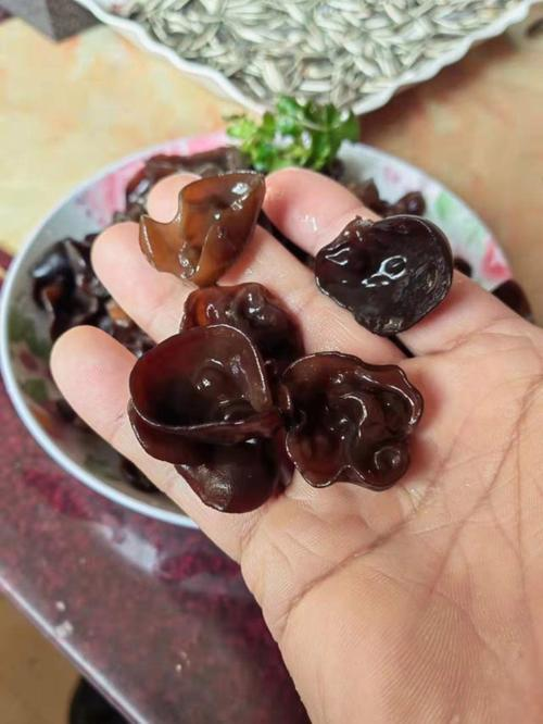 黑木耳的种植技术