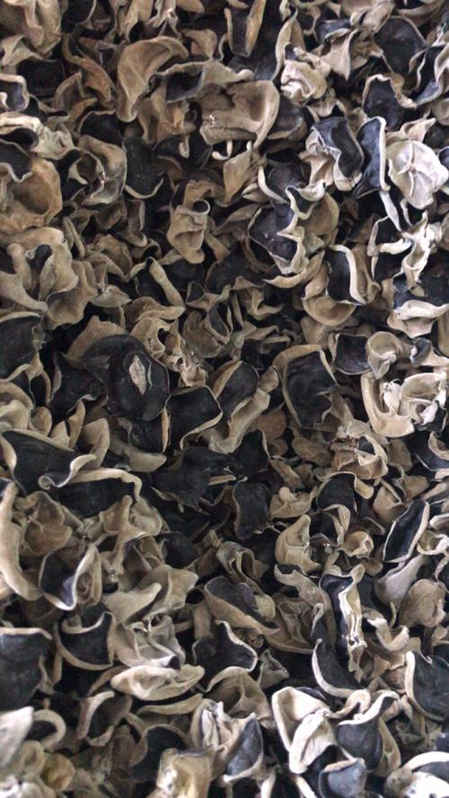 黑木耳的种植技术