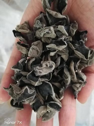 黑木耳的种植技术