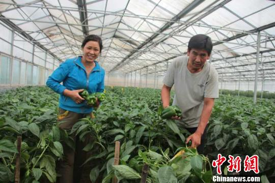 大棚尖椒种植技术