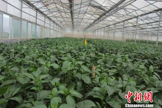 大棚尖椒种植技术