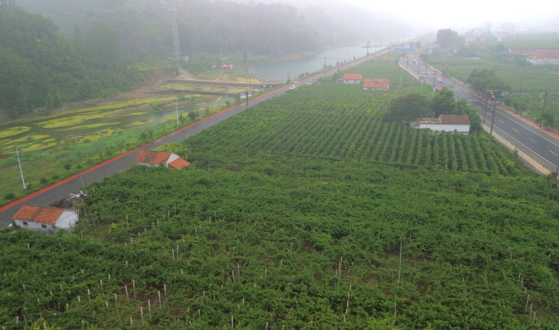 山东猕猴桃种植技术