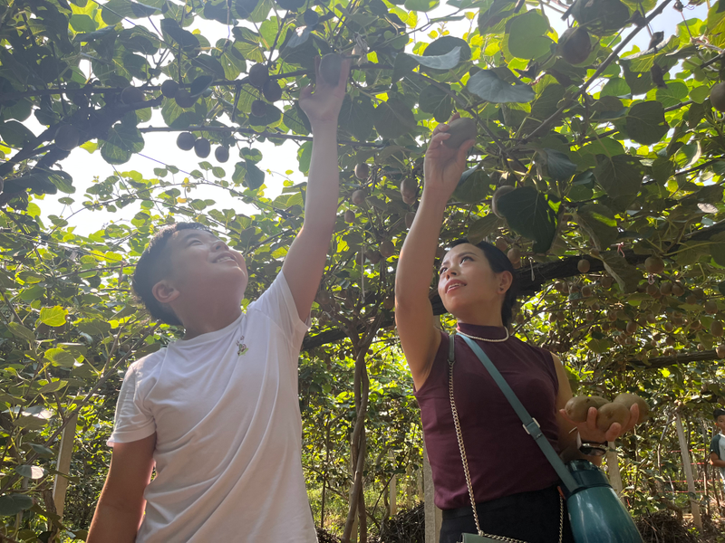 山东猕猴桃种植技术