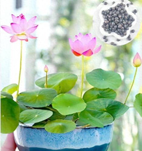 全程图解碗莲的种植方法