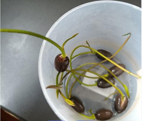 全程图解碗莲的种植方法