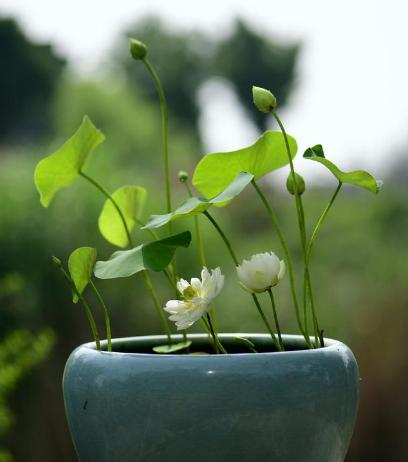 全程图解碗莲的种植方法