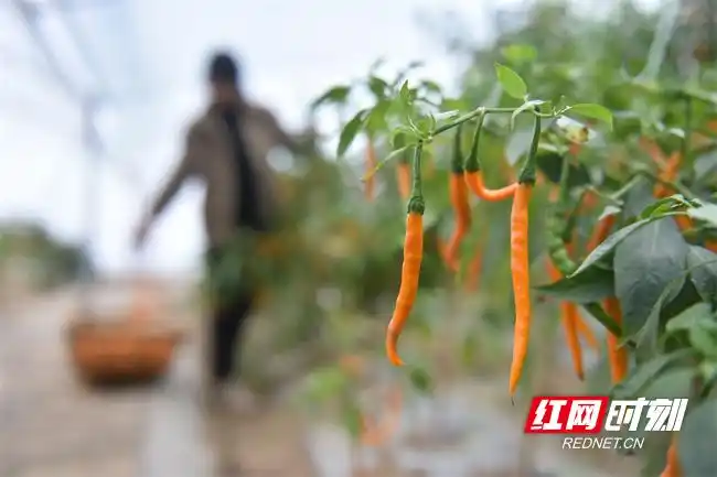 Pire-growing techniques in large sheds