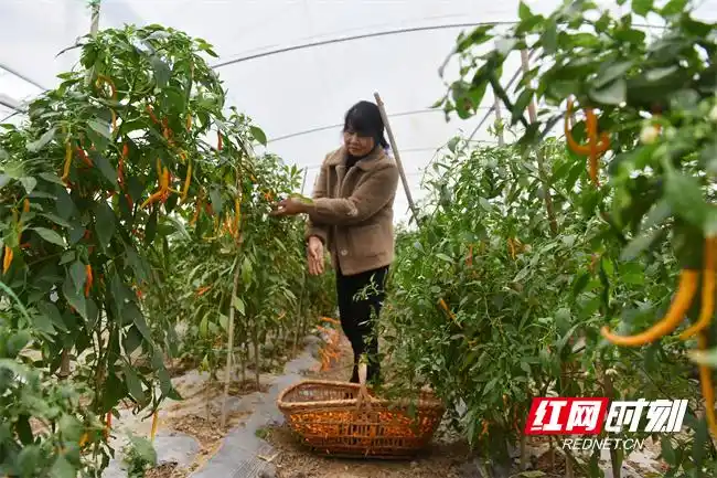 Pire-growing techniques in large sheds