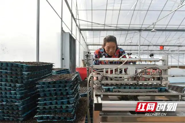 Pire-growing techniques in large sheds