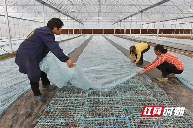 Pire-growing techniques in large sheds