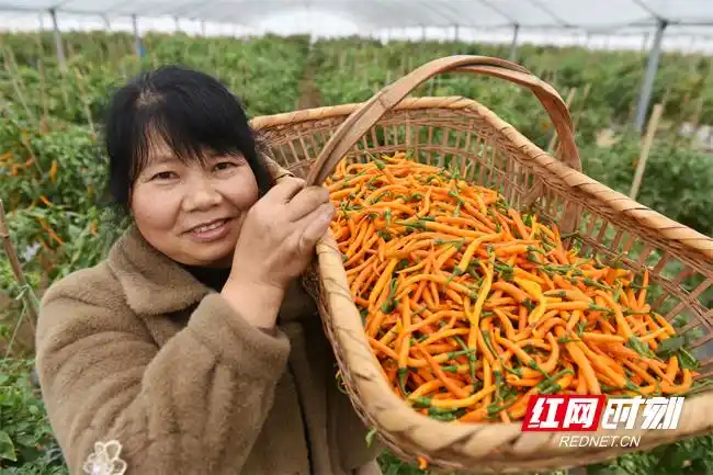 Pire-growing techniques in large sheds