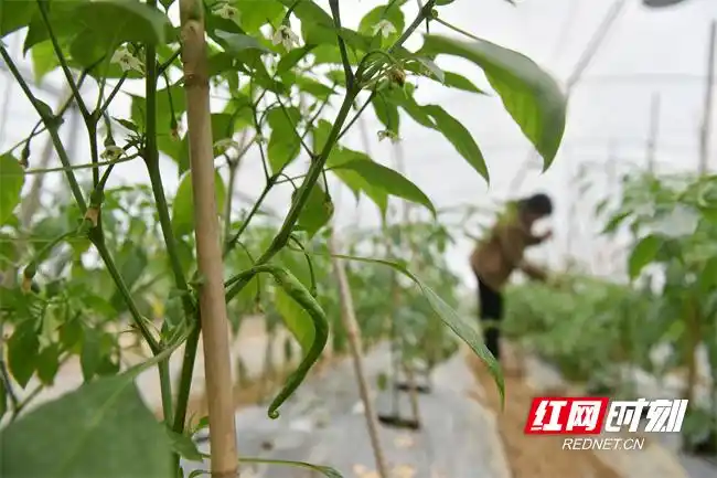 Pire-growing techniques in large sheds