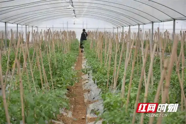 Pire-growing techniques in large sheds