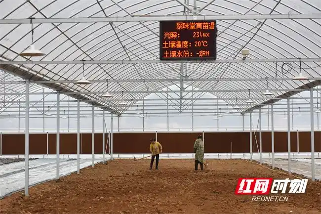 Pire-growing techniques in large sheds