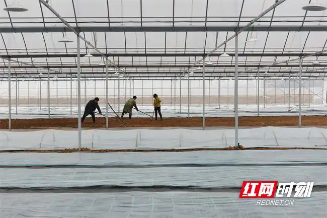 Pire-growing techniques in large sheds