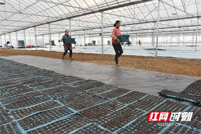 Pire-growing techniques in large sheds