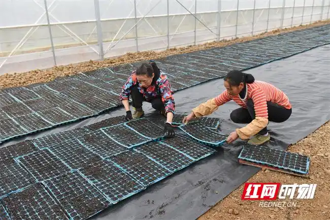 Pire-growing techniques in large sheds