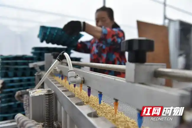 Pire-growing techniques in large sheds