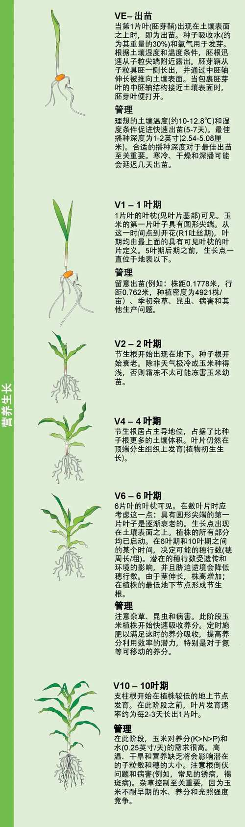 种植技术与经验