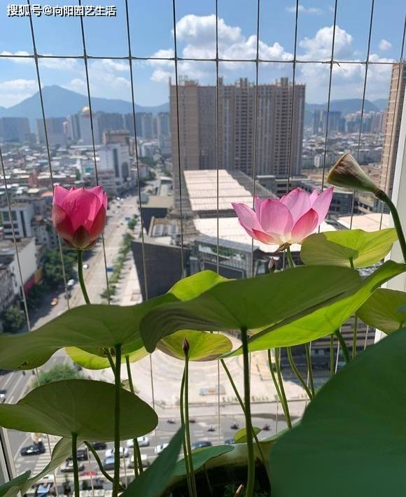 All the way to map the way the bowl is planted