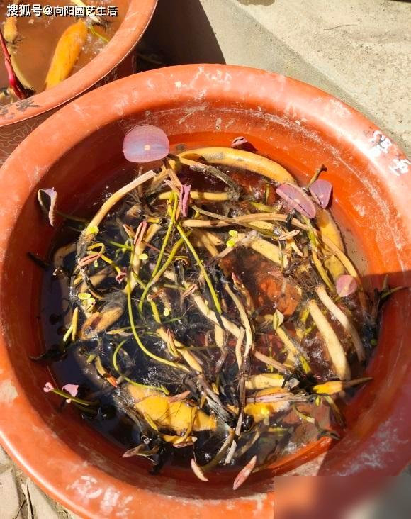 All the way to map the way the bowl is planted