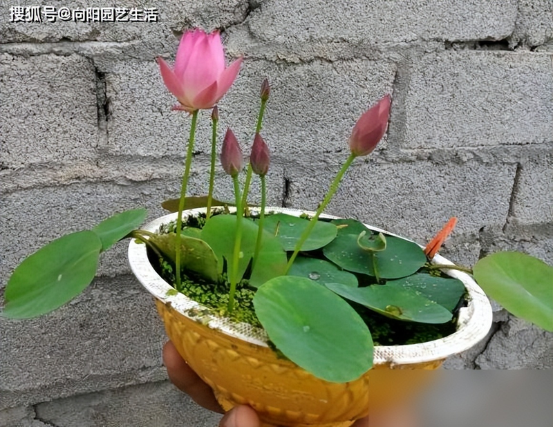 All the way to map the way the bowl is planted