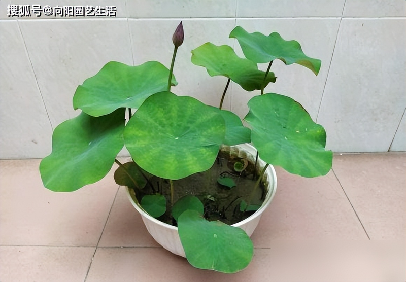 All the way to map the way the bowl is planted